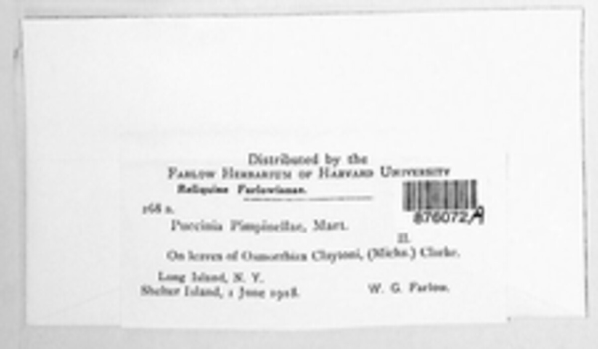 Puccinia pimpinellae image